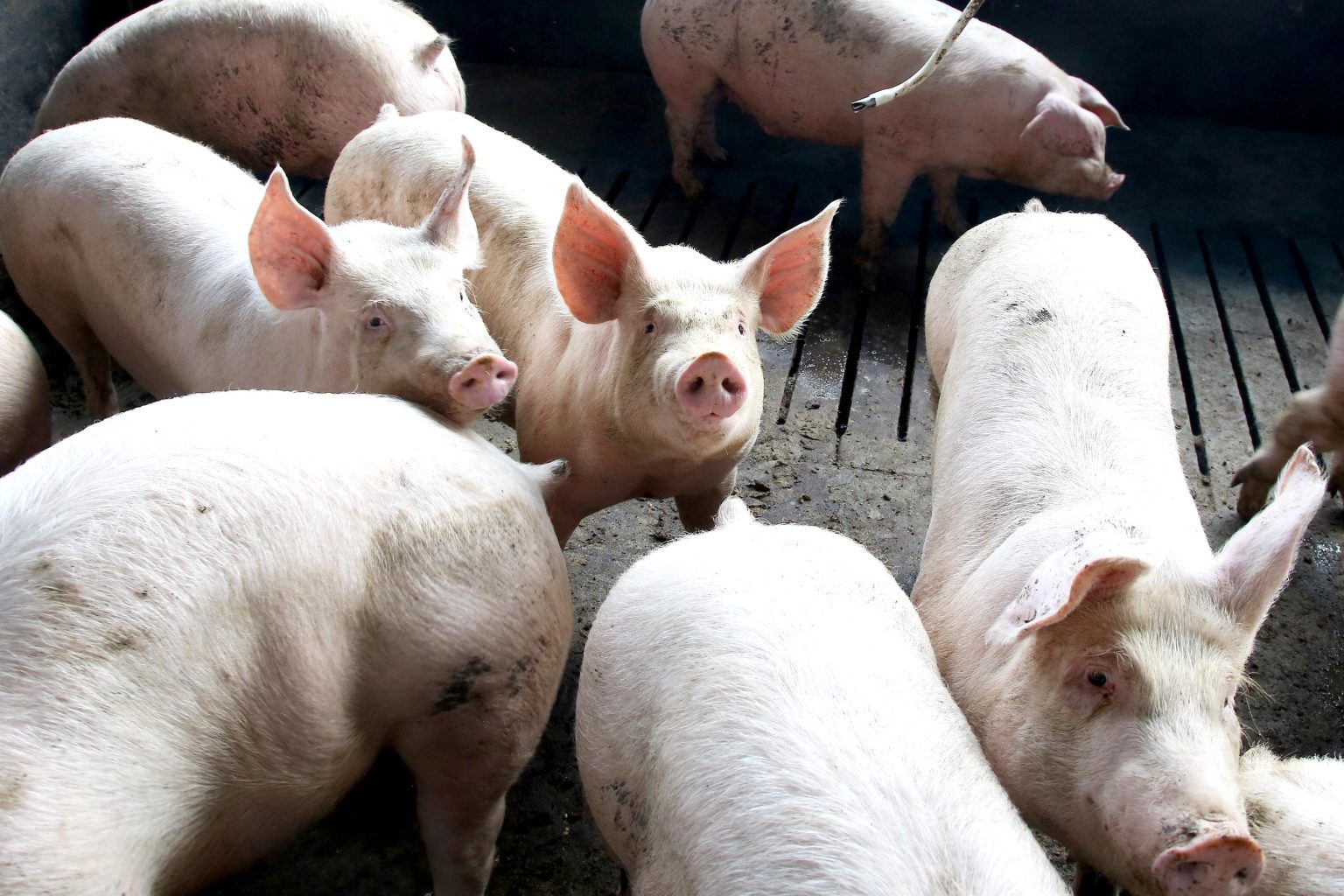 Paraná consolida liderança nacional no fornecimento de carne suína