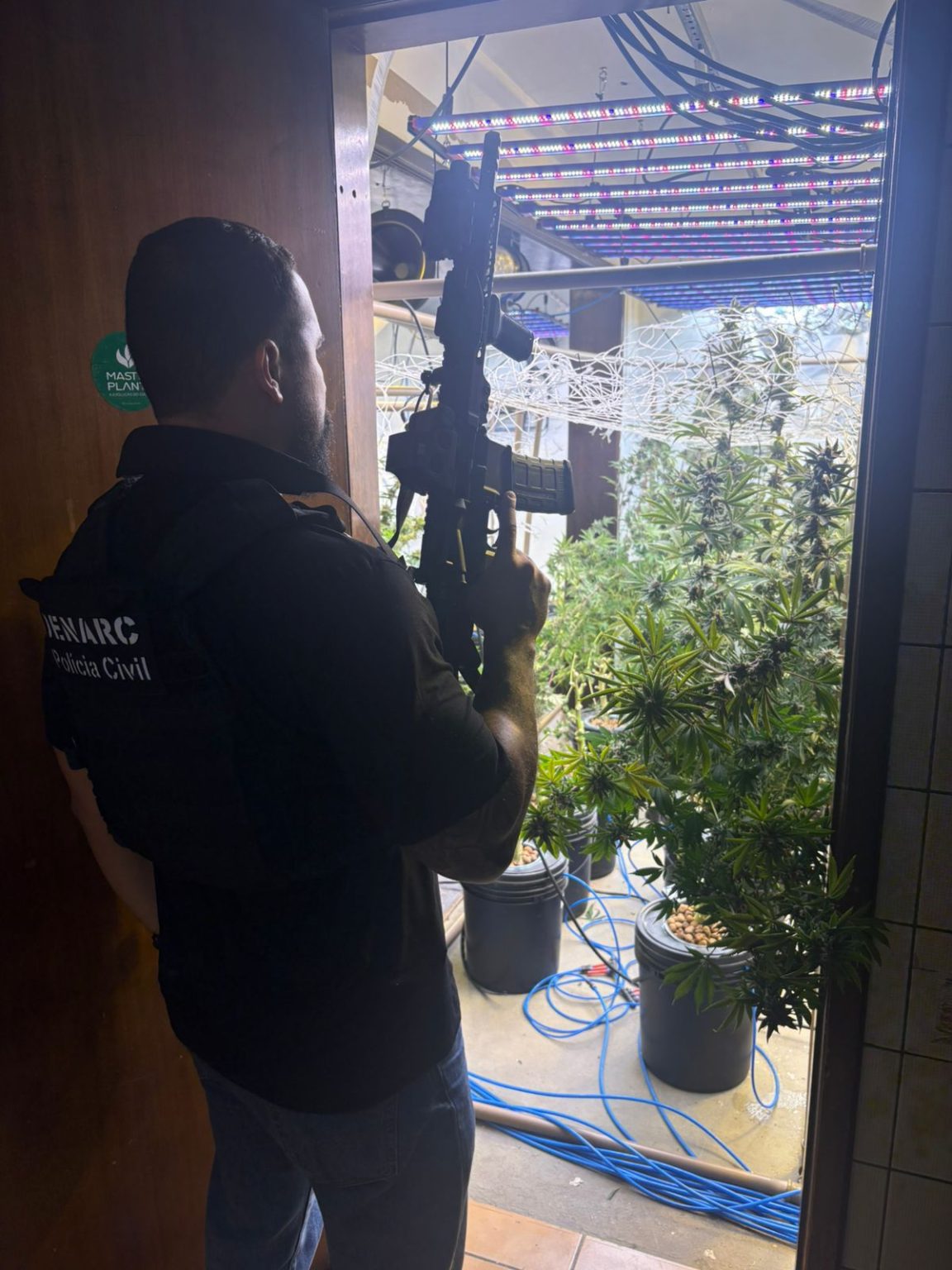 Polícia Civil localiza laboratório de cultivo de maconha em Curitiba
