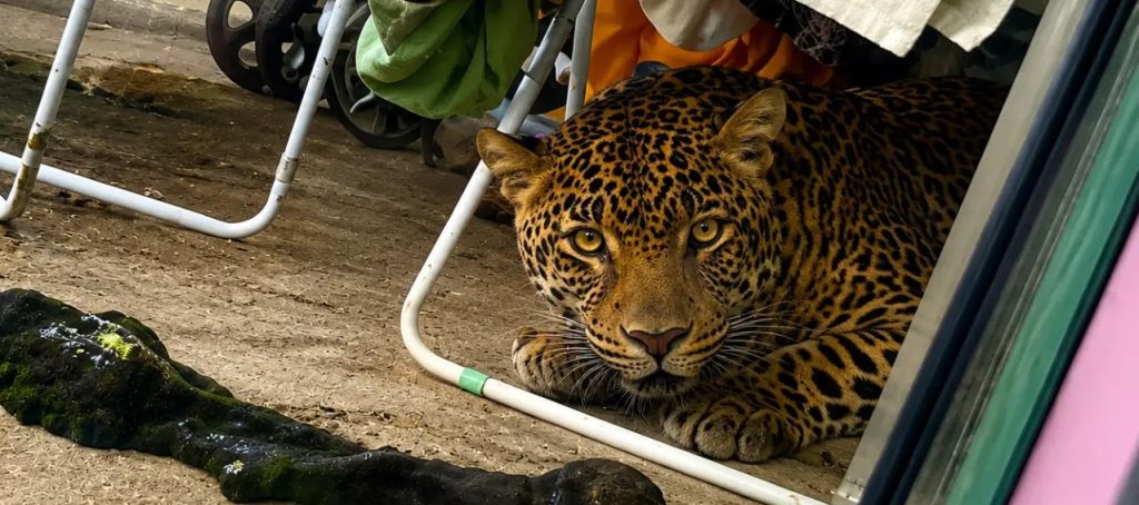 Onça-Pintada é Encontrada Escondida Sob Varal de Casa no Paraná