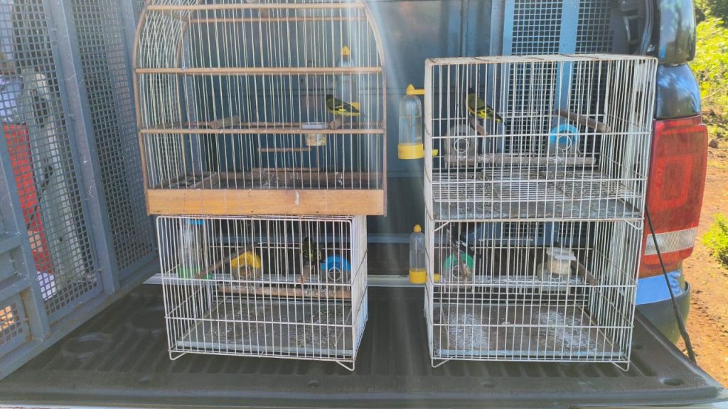 PCPR prende homem em flagrante e apreende armas e aves silvestres em Cornélio Procópio