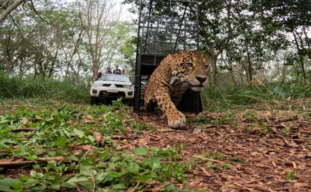De volta à natureza: Onça-pintada resgatada em residência de Foz do Iguaçu é solta no Parque Nacional