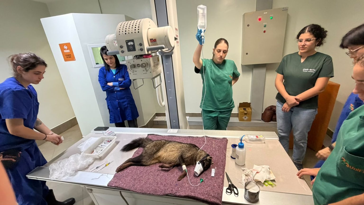 Atendimento inédito: Hospital Veterinário da UniFil acolhe mão-pelada pela primeira vez em 13 anos