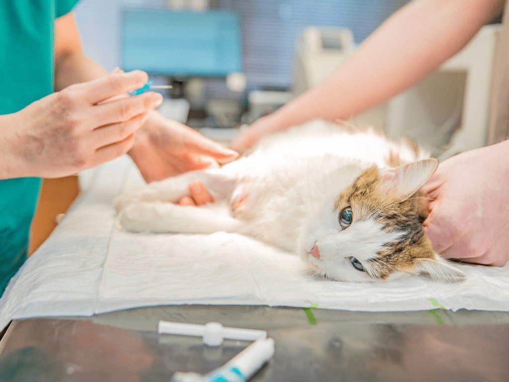 Saúde animal: Prefeitura de Curitiba abre mais de 8,4 mil vagas para castração gratuita de cães e gatos