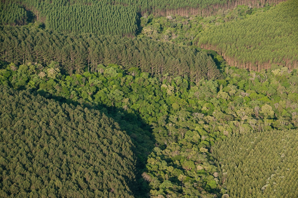 Reconhecimento mundial no Paraná: Embrapa Florestas é designada pela FAO como o primeiro Centro de Referência em florestas plantadas do mundo