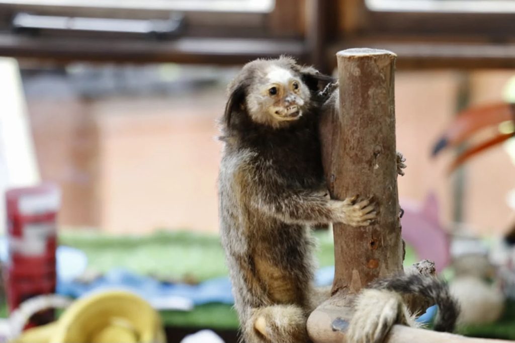 Prefeitura de Curitiba promove oficina para alertar que saguis não são animais de estimação
