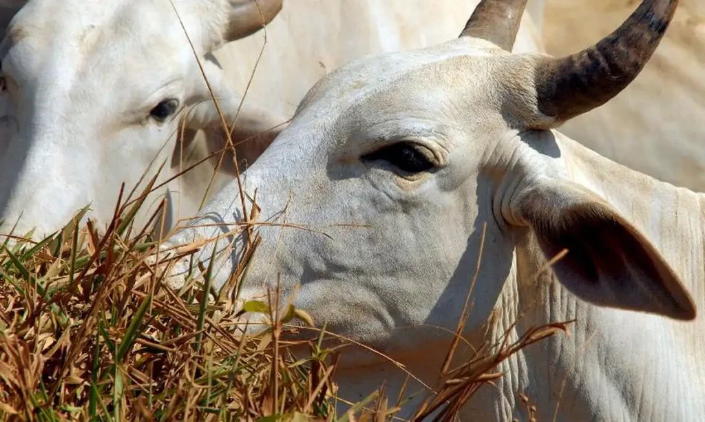 Sobretaxa chinesa atinge carne bovina brasileira e acende alerta no setor produtivo